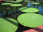 Giant Amazon Waterlily